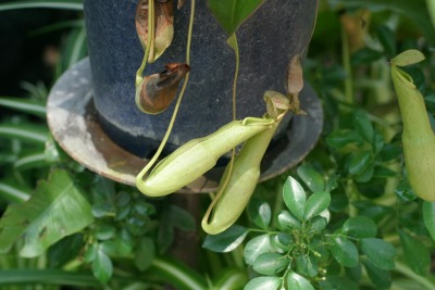 네펜테스 보이시엔스 Nepenthes 'Boissiense' 06