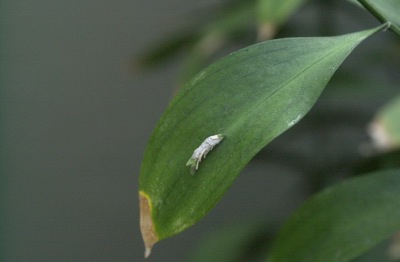 루스쿠스 히포글로슘 Ruscus hypoglossum 06