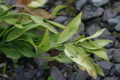 루스쿠스 히포글로슘 Ruscus hypoglossum 10