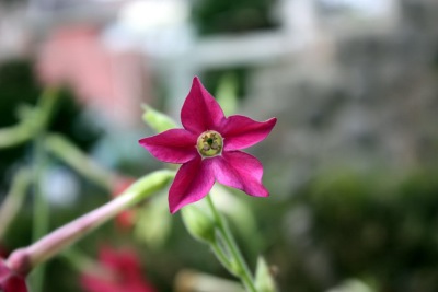 꽃담배Nicotiana sanderae 03