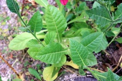 꽃담배Nicotiana sanderae 12