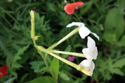 꽃담배Nicotiana sanderae 14