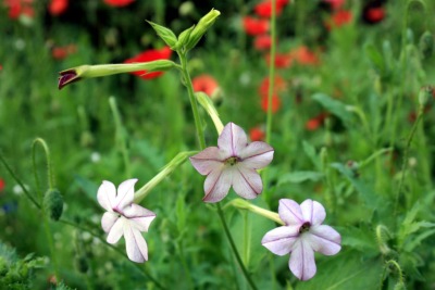 꽃담배Nicotiana sanderae 15