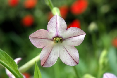 꽃담배Nicotiana sanderae 16
