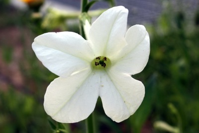 꽃담배Nicotiana sanderae 17