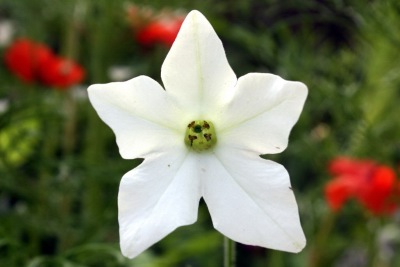 꽃담배Nicotiana sanderae 18