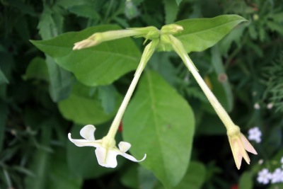 꽃담배Nicotiana sanderae 19