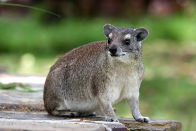 바위너구리 Rock Hyrax Procavia Capensis | 동물 | 두피디아 포토커뮤니티