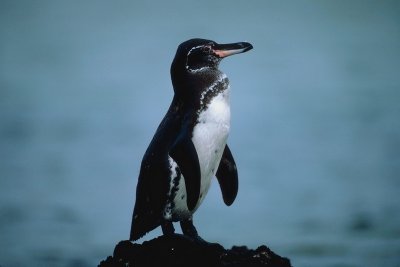 갈라파고스펭귄 Galapagos Penguin | 동물 | 두피디아 포토커뮤니티