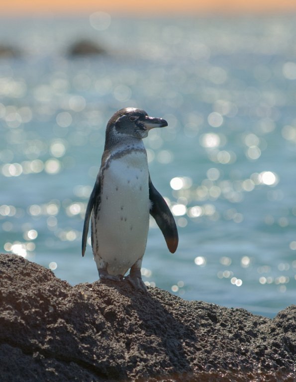 갈라파고스펭귄 Galapagos Penguin | 동물 | 두피디아 포토커뮤니티