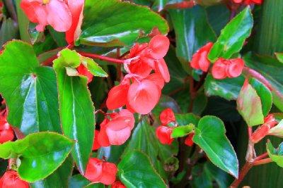 베고니아 드래곤 윙 Begonia Dragon Wing | 식물 | 두피디아 포토커뮤니티