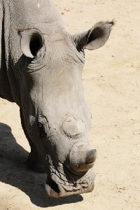 코뿔소 11