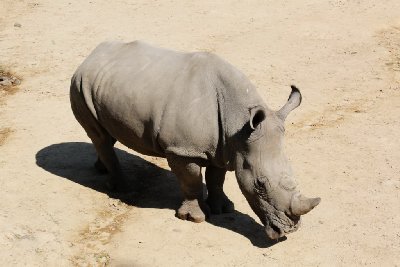 코뿔소 13