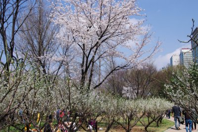 송파나루공원 봄풍경 09