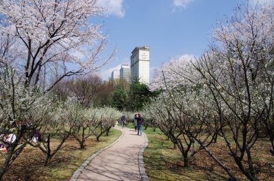 송파나루공원 봄풍경 10