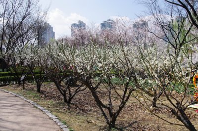 송파나루공원 봄풍경 11