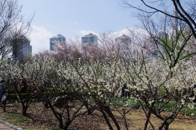 송파나루공원 봄풍경 13
