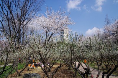 송파나루공원 봄풍경 15