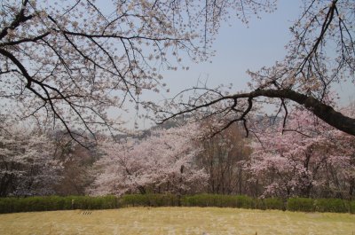 연희숲속쉼터 잔디마당의 봄 풍경 12