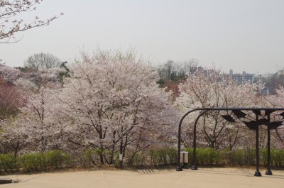 연희숲속쉼터 잔디마당의 봄 풍경 14