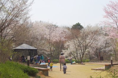 연희숲속쉼터 잔디마당의 봄 풍경 16