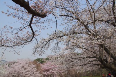 연희숲속쉼터 잔디마당의 봄 풍경 19