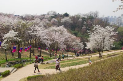 연희숲속쉼터 벚꽃마당의 봄 풍경 01