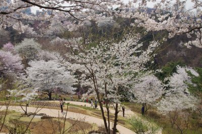 연희숲속쉼터 벚꽃마당의 봄 풍경 03