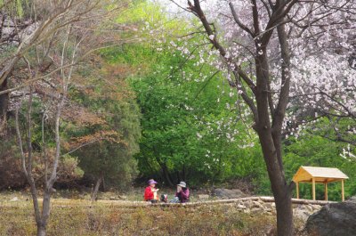 연희숲속쉼터 벚꽃마당의 봄 풍경 04