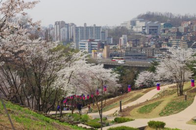 연희숲속쉼터 벚꽃마당의 봄 풍경 05