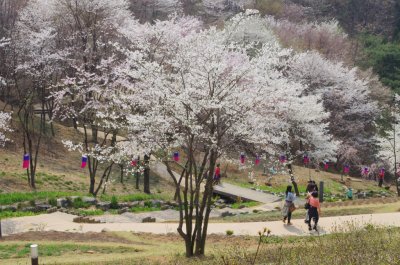 연희숲속쉼터 벚꽃마당의 봄 풍경 07