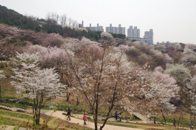 연희숲속쉼터 벚꽃마당의 봄 풍경 08