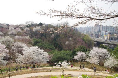 연희숲속쉼터 벚꽃마당의 봄 풍경 09
