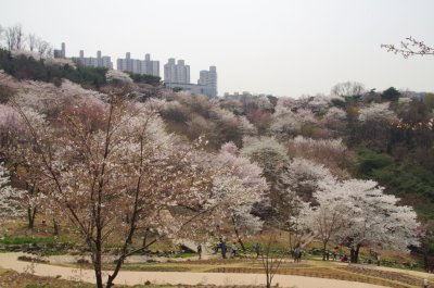 연희숲속쉼터 벚꽃마당의 봄 풍경 10