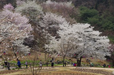 연희숲속쉼터 벚꽃마당의 봄 풍경 11