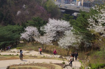 연희숲속쉼터 벚꽃마당의 봄 풍경 12