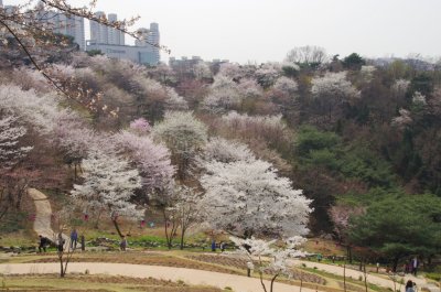 연희숲속쉼터 벚꽃마당의 봄 풍경 13