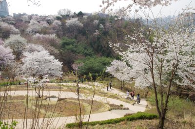 연희숲속쉼터 벚꽃마당의 봄 풍경 14