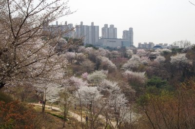 연희숲속쉼터 벚꽃마당의 봄 풍경 15