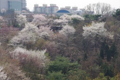 연희숲속쉼터 벚꽃마당의 봄 풍경 16