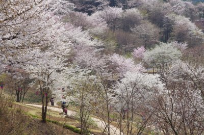 연희숲속쉼터 벚꽃마당의 봄 풍경 17