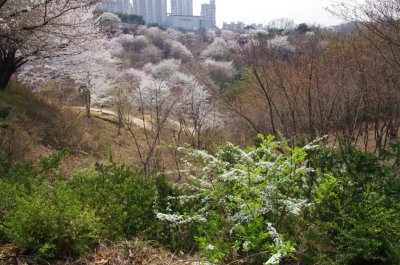 연희숲속쉼터 벚꽃마당의 봄 풍경 18