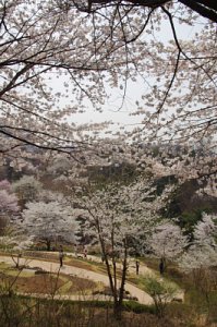 연희숲속쉼터 벚꽃마당의 봄 풍경 19