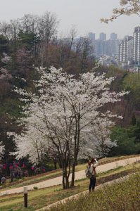 연희숲속쉼터 벚꽃마당의 봄 풍경 20