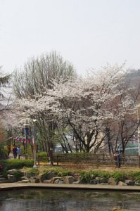 연희숲속쉼터 안산방죽의 봄 풍경 20