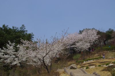 연희숲속쉼터 허브원의 봄 풍경 09