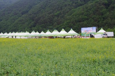 제3회 태백산 유채꽃축제 12