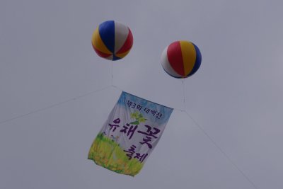 제3회 태백산 유채꽃축제 20