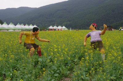 제3회 태백산 유채꽃축제 05