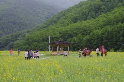 제3회 태백산 유채꽃축제 06